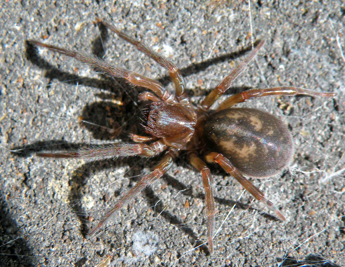 Amaurobius ferox -  Bath, Gran Bretagna